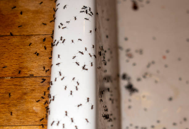 Best Best Pest Control Companies  in Sherman, TX