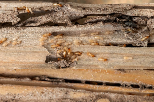 Best Commercial Pest Control Services  in Sherman, TX